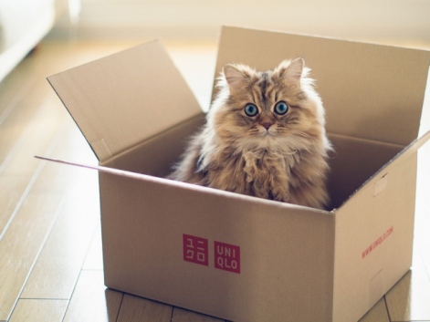 Animals___Cats_Fluffy_cat_in_a_cardboard_box_105532_29